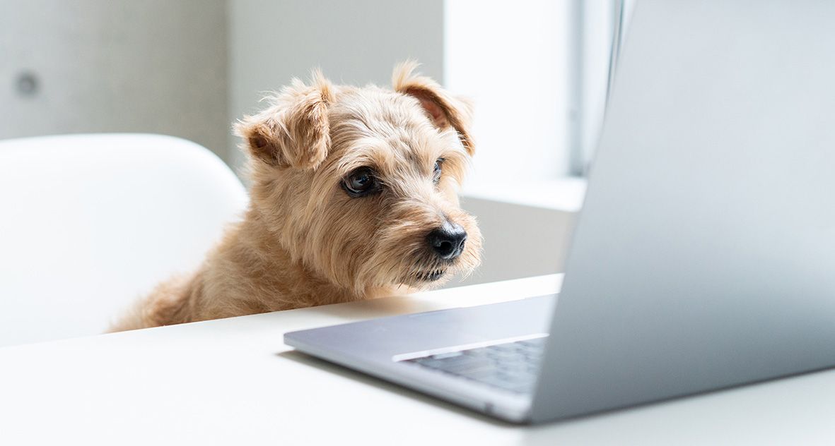 En hund etter nyheter